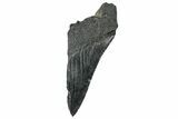 Partial, Fossil Megalodon Tooth - South Carolina #327724-1